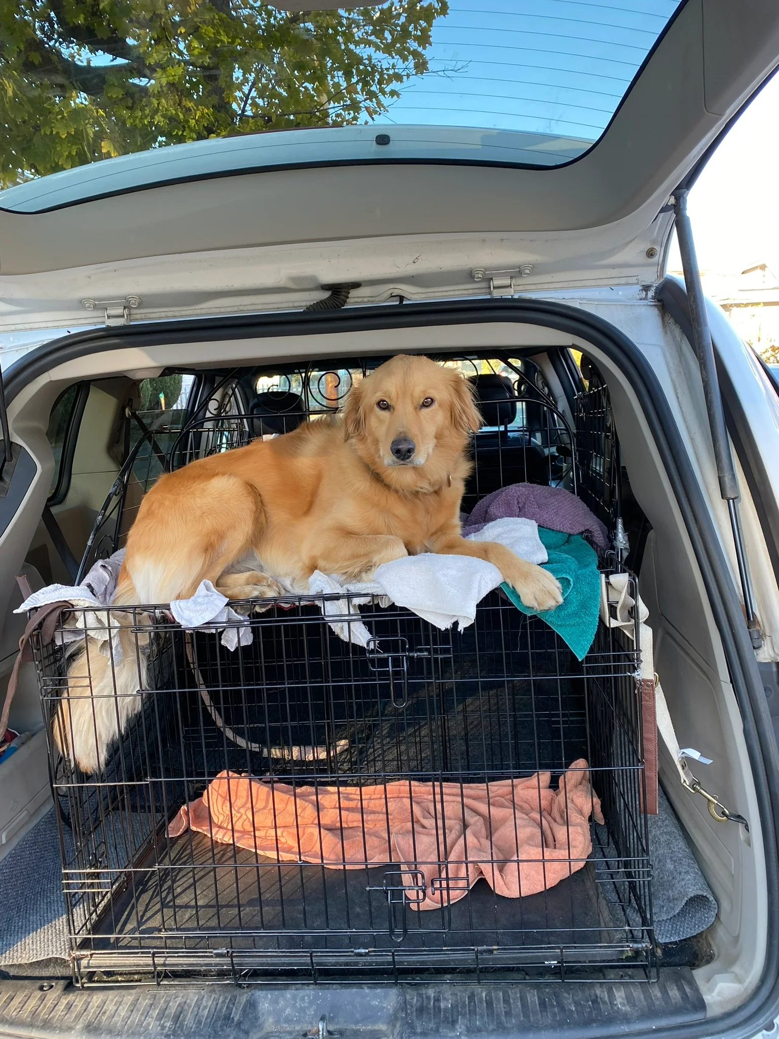Dog ready for an outdoor adventure