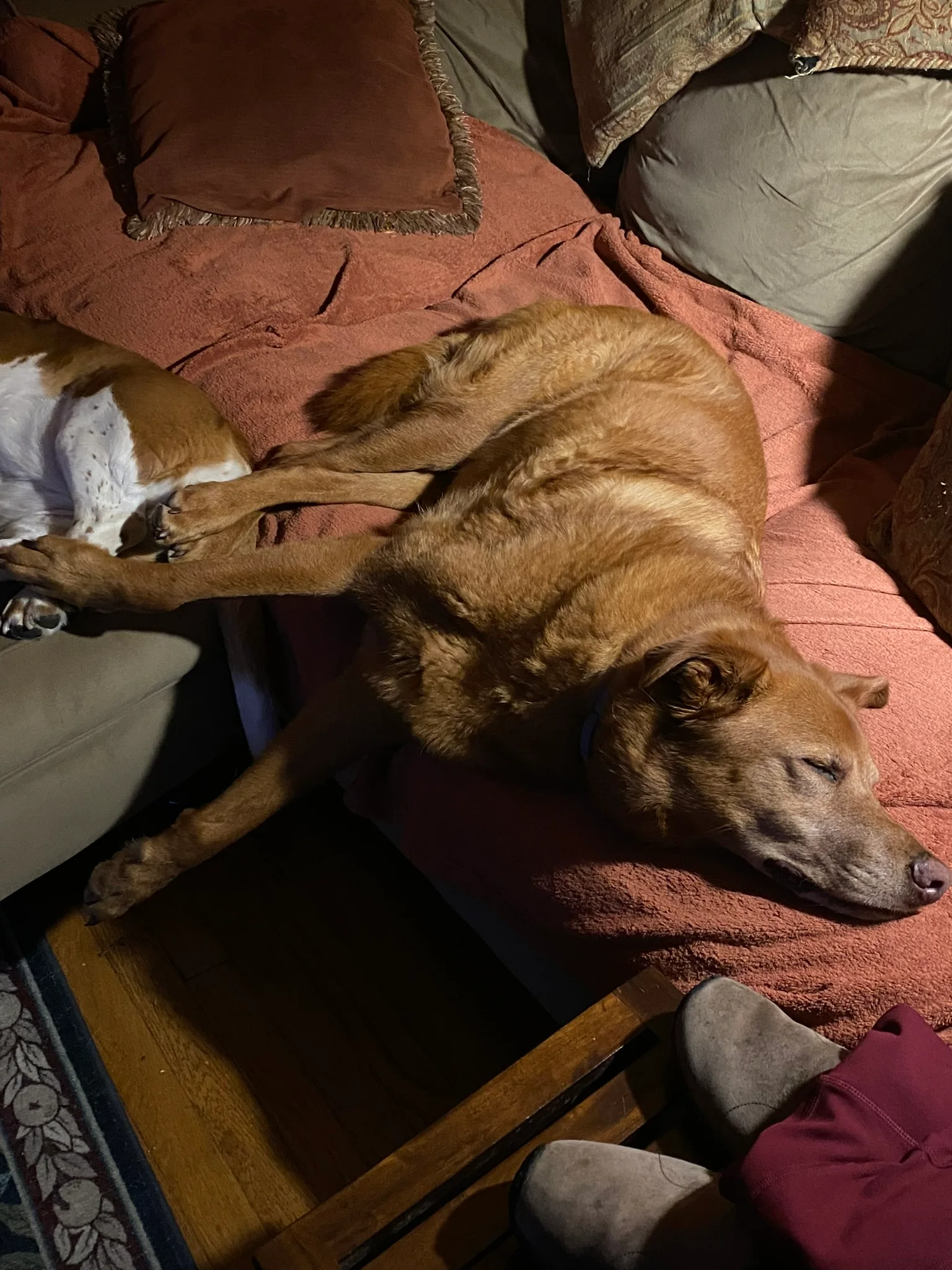 Dog sleeping peacefully on a couch