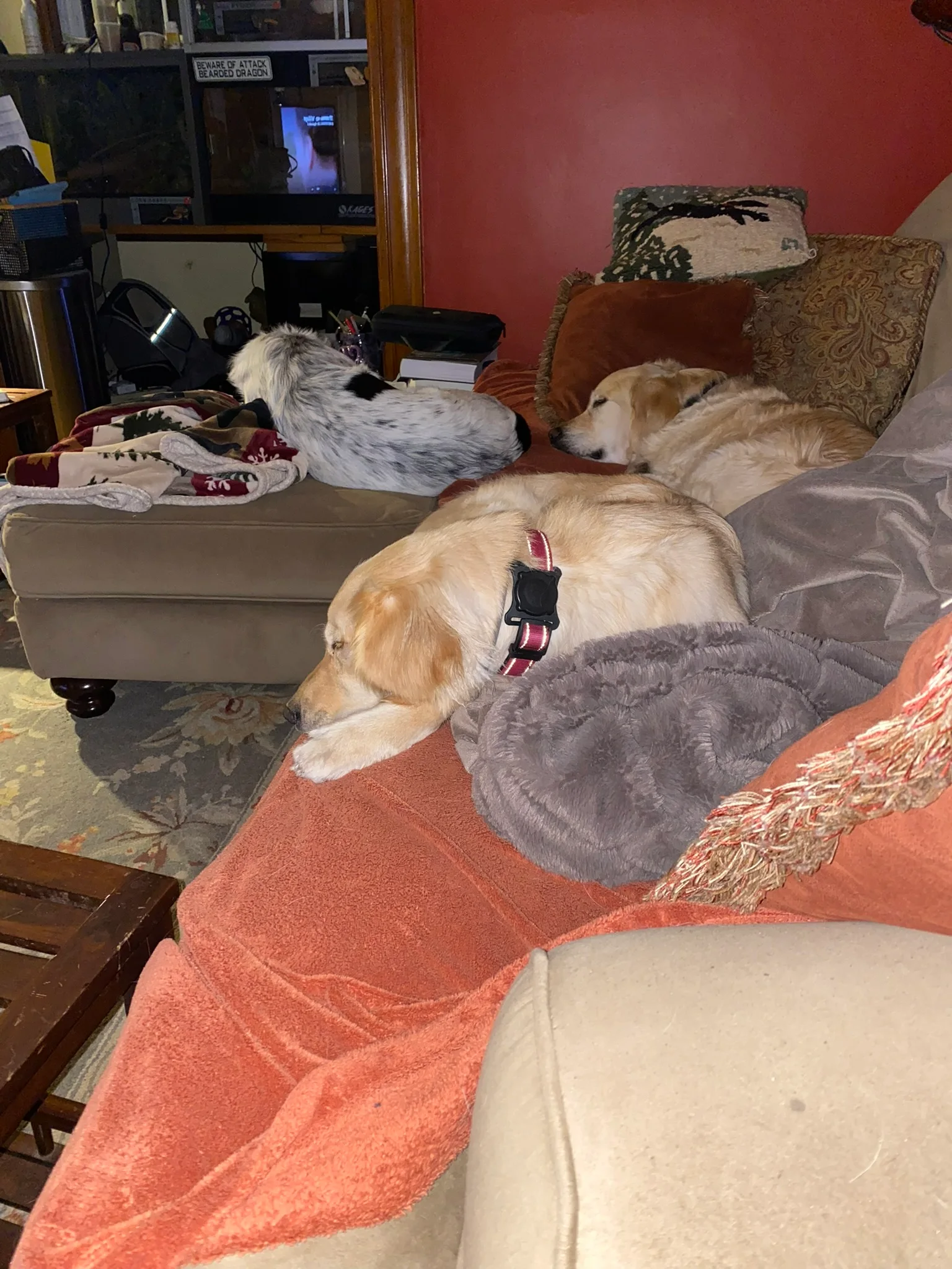Dogs relaxing comfortably together indoors