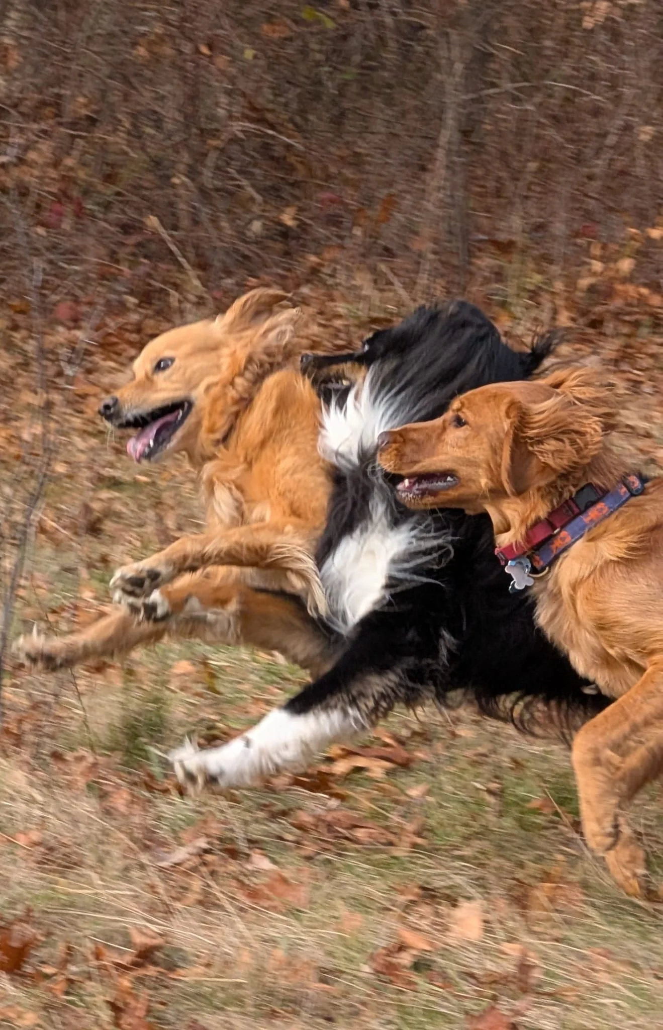 Dogs enjoying time together in a sunny field