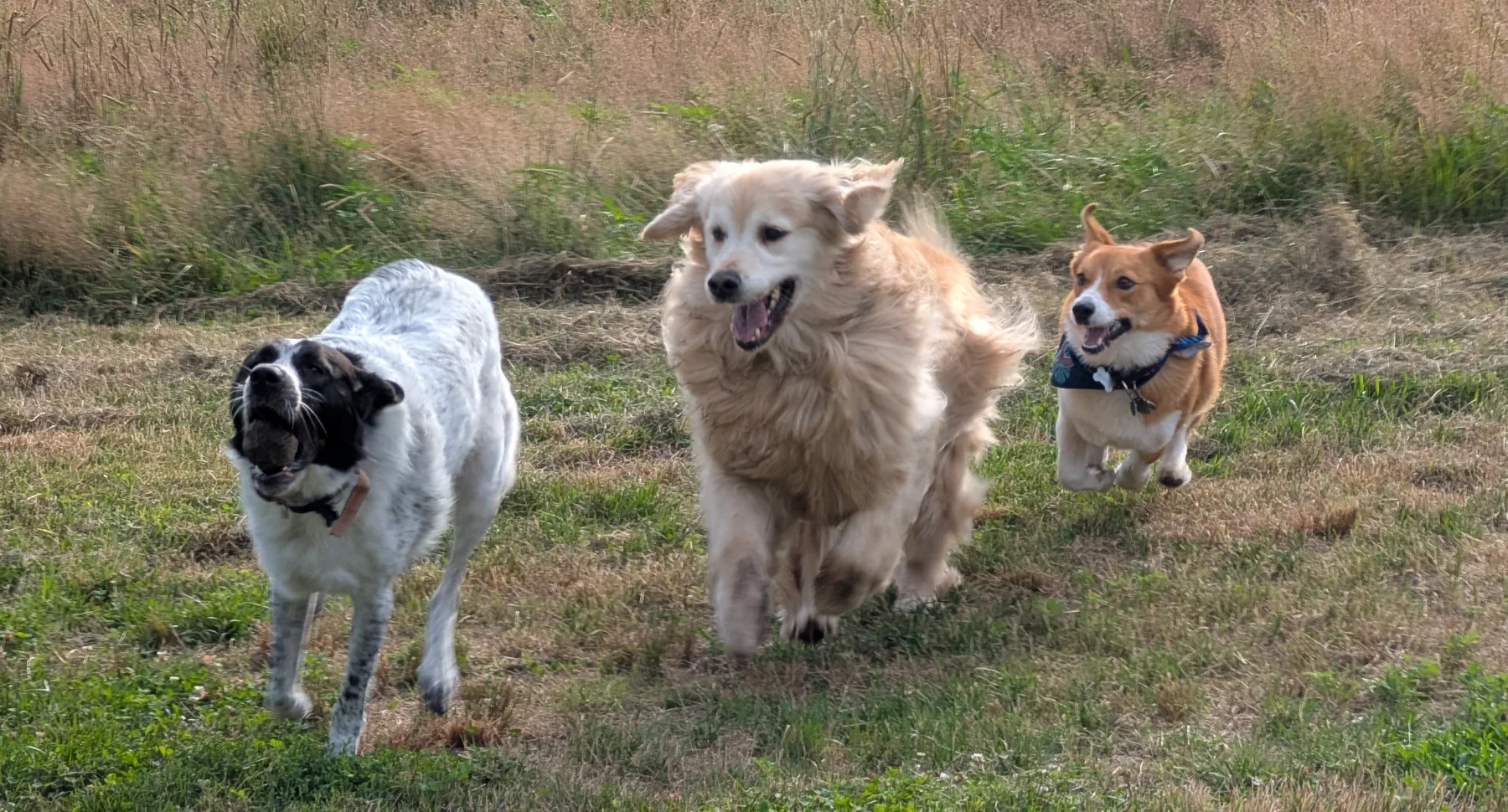 Three happy dogs running together through an open field