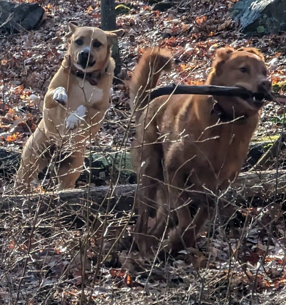 Dogs and their guide hiking through woodland