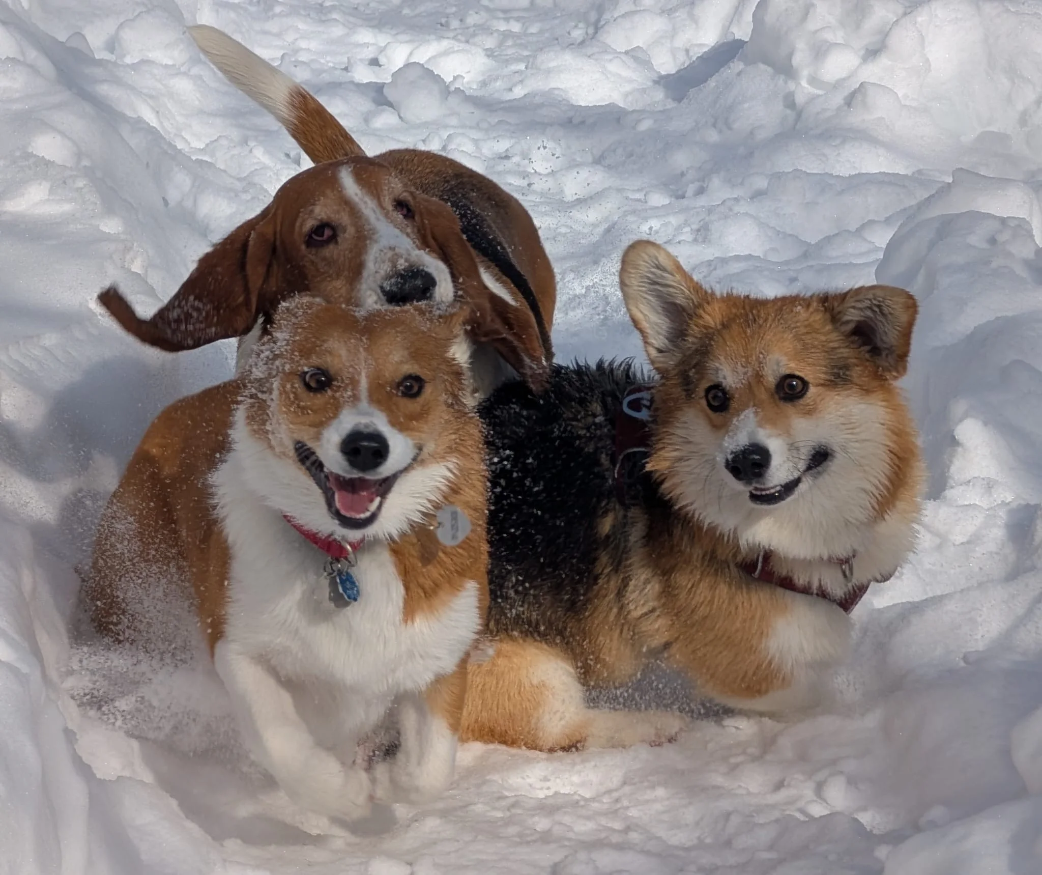 Three dogs sitting together